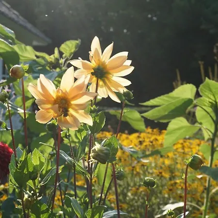 Het Witte Kasteel Nyaraló *